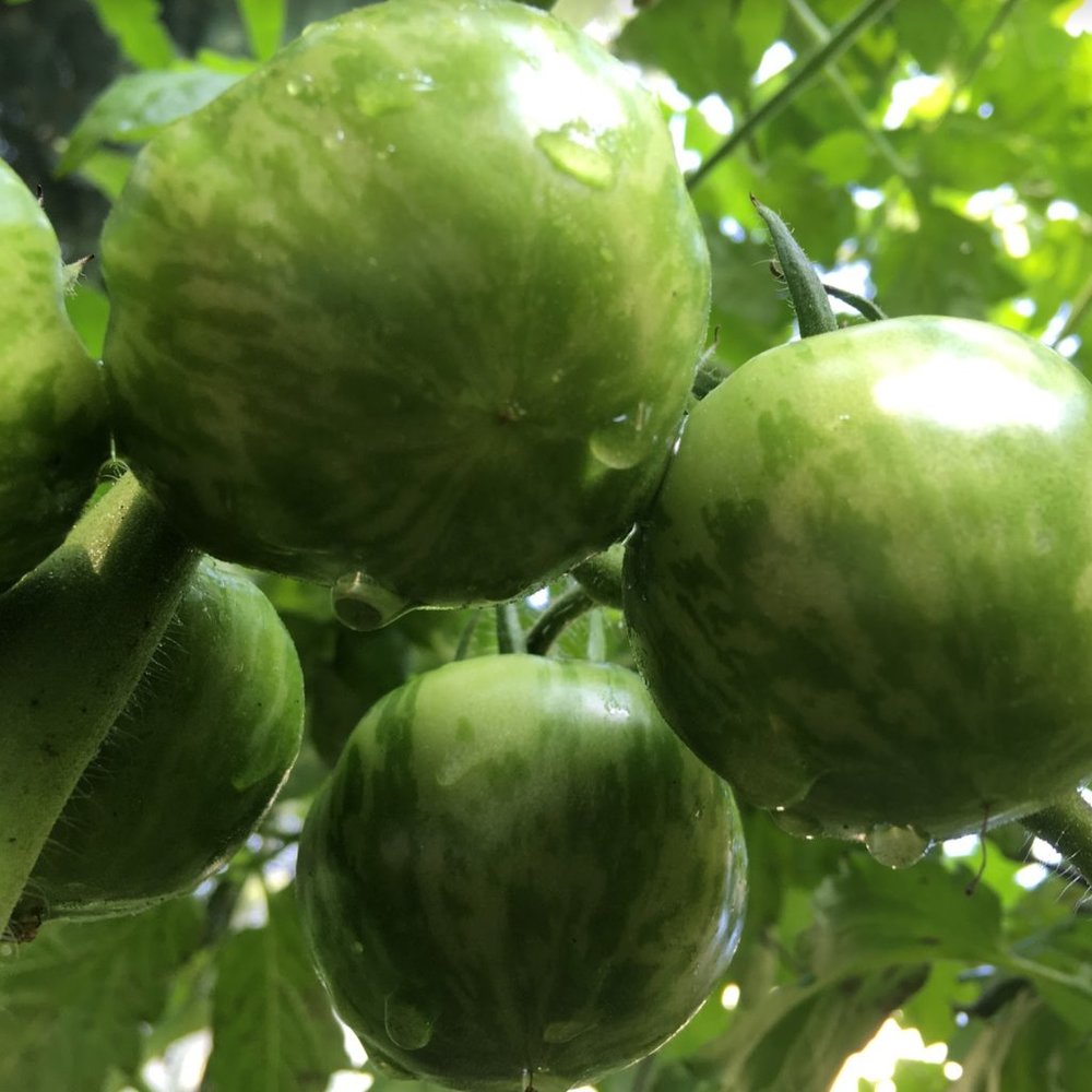 Meet your Posher, Xue